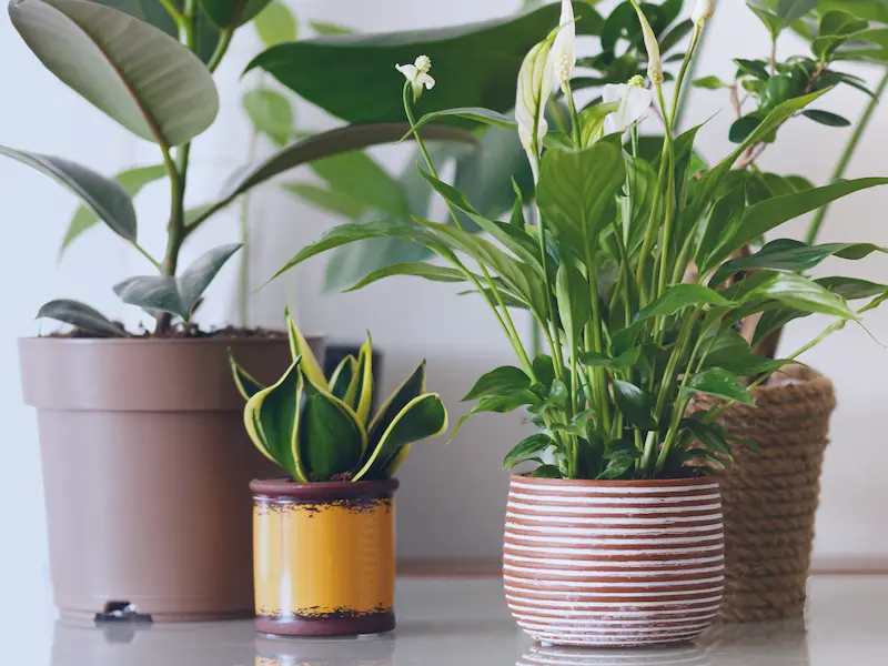 Decorating with Purpose The 5 Plants that Clean the Air